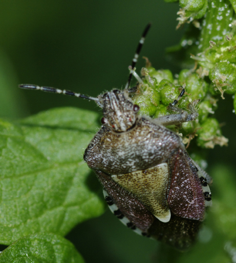 Eterotteri solandri